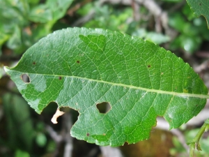 Yoan Martin, le 24 juillet 2016 (Dingy-Saint-Clair)