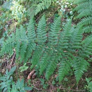 Photographie n°883133 du taxon Dryopteris dilatata (Hoffm.) A.Gray [1848]