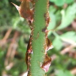 Photographie n°883137 du taxon Dryopteris dilatata (Hoffm.) A.Gray [1848]