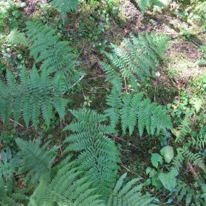 Photographie n°883143 du taxon Dryopteris dilatata (Hoffm.) A.Gray [1848]