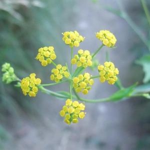 Photographie n°883172 du taxon Bupleurum falcatum L. [1753]