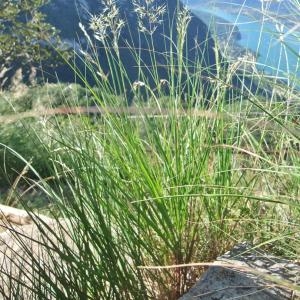 Photographie n°883185 du taxon Calamagrostis varia (Schrad.) Host [1809]