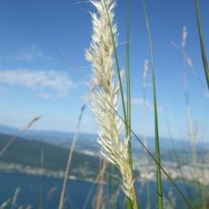 Photographie n°883188 du taxon Calamagrostis varia (Schrad.) Host [1809]