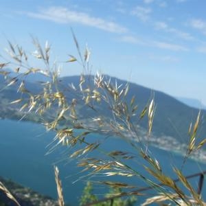 Photographie n°883190 du taxon Calamagrostis varia (Schrad.) Host [1809]