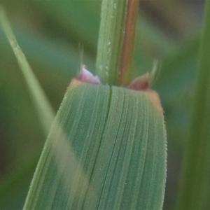 Photographie n°883193 du taxon Calamagrostis varia (Schrad.) Host [1809]