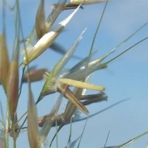 Photographie n°883196 du taxon Calamagrostis varia (Schrad.) Host [1809]