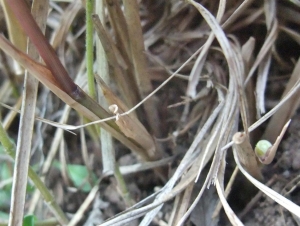 Yoan Martin, le 30 juillet 2016 (Veyrier-du-Lac (Mont Baron))