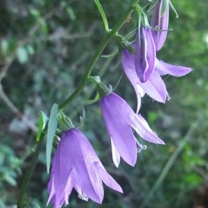 Photographie n°883206 du taxon Campanula rapunculoides L. [1753]