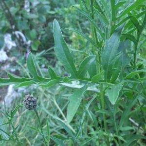 Photographie n°883212 du taxon Centaurea scabiosa subsp. scabiosa