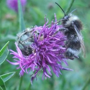 Photographie n°883216 du taxon Centaurea scabiosa subsp. scabiosa