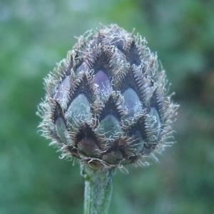 Photographie n°883217 du taxon Centaurea scabiosa subsp. scabiosa