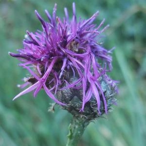 Photographie n°883219 du taxon Centaurea scabiosa subsp. scabiosa