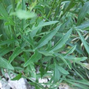 Photographie n°883220 du taxon Centaurea scabiosa subsp. scabiosa