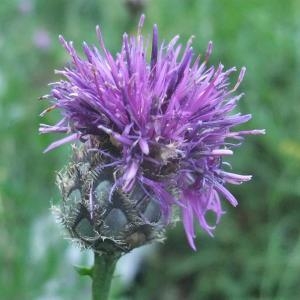 Photographie n°883222 du taxon Centaurea scabiosa subsp. scabiosa