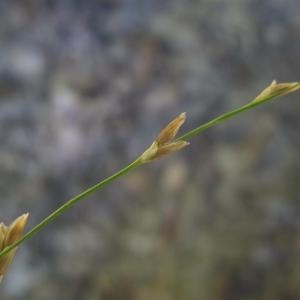 Photographie n°883245 du taxon Glyceria notata Chevall. [1827]