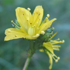 Photographie n°883258 du taxon Hypericum montanum L. [1755]