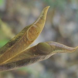 Photographie n°883306 du taxon Vicia sylvatica L. [1753]