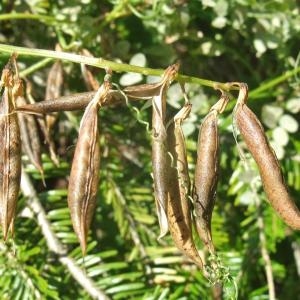 Photographie n°883311 du taxon Vicia sylvatica L. [1753]