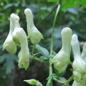 Photographie n°883364 du taxon Aconitum lycoctonum subsp. vulparia (Rchb.) Nyman [1889]