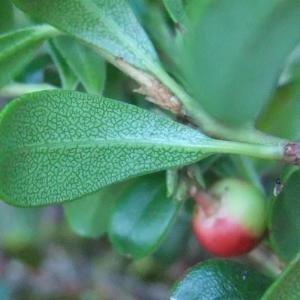 Photographie n°883374 du taxon Arctostaphylos uva-ursi sensu auct. plur.