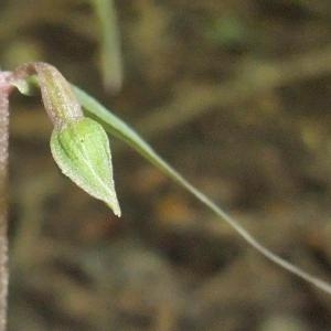 Photographie n°883401 du taxon Epipactis purpurata Sm. [1828]