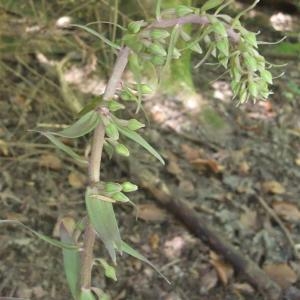 Photographie n°883403 du taxon Epipactis purpurata Sm. [1828]