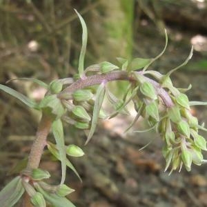Photographie n°883404 du taxon Epipactis purpurata Sm. [1828]