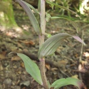 Photographie n°883405 du taxon Epipactis purpurata Sm. [1828]