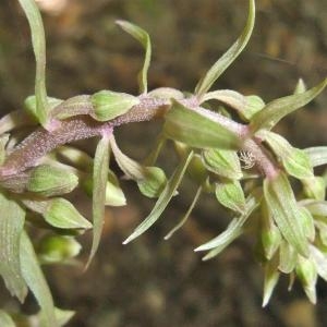 Photographie n°883406 du taxon Epipactis purpurata Sm. [1828]