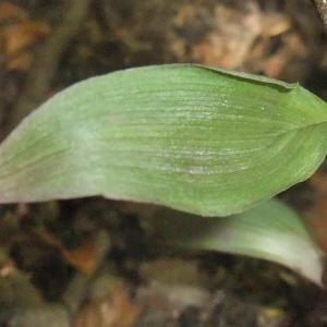 Photographie n°883407 du taxon Epipactis purpurata Sm. [1828]