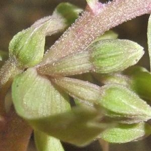 Photographie n°883408 du taxon Epipactis purpurata Sm. [1828]