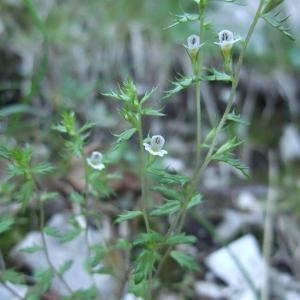 Photographie n°883410 du taxon Euphrasia salisburgensis Funck [1794]