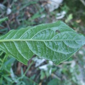 Photographie n°883436 du taxon Lonicera alpigena L. [1753]