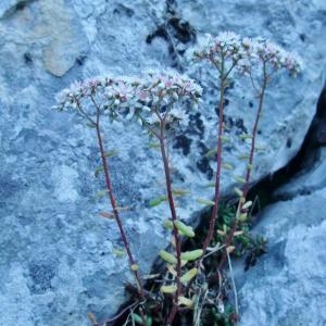 Photographie n°883497 du taxon Sedum album L. [1753]