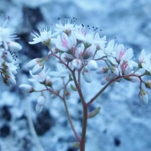 Photographie n°883503 du taxon Sedum album L. [1753]