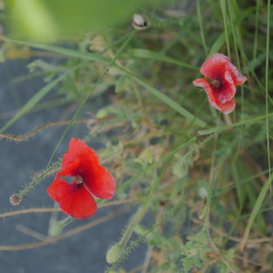 Photographie n°883955 du taxon Papaver rhoeas L. [1753]