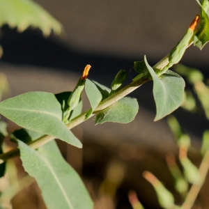 Photographie n°883957 du taxon Laitue scariole