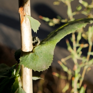 Photographie n°883958 du taxon Laitue scariole