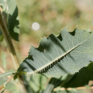 Photographie n°883977 du taxon Lactuca serriola L. [1756]