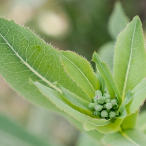 Photographie n°883978 du taxon Lactuca serriola L. [1756]