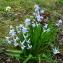  Jean-Claude Calais - Hyacinthus orientalis L. [1753]