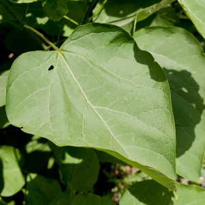 Photographie n°884361 du taxon Paulownia tomenteux