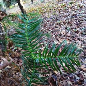 Photographie n°884721 du taxon Cunninghamia lanceolata (Lamb.) Hook. [1827]