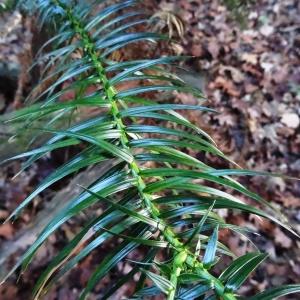 Photographie n°884726 du taxon Cunninghamia lanceolata (Lamb.) Hook. [1827]