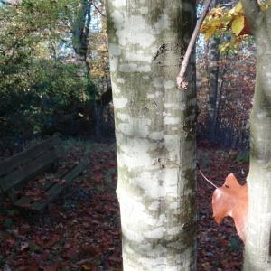 Photographie n°884812 du taxon Carpinus betulus L.