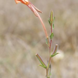  - Oenothera longiflora L. [1771]