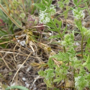 Photographie n°885348 du taxon Torilis nodosa subsp. nodosa