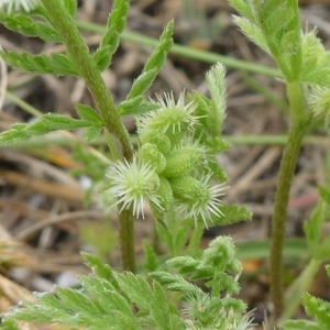 Photographie n°885350 du taxon Torilis nodosa subsp. nodosa