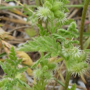 Photographie n°885351 du taxon Torilis nodosa subsp. nodosa