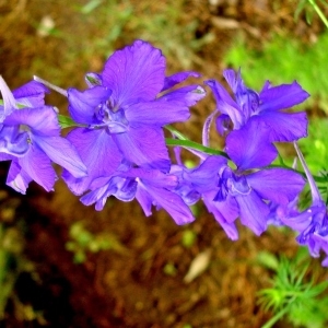 Delphinium elatum L. subsp. elatum (Dauphinelle élevée)